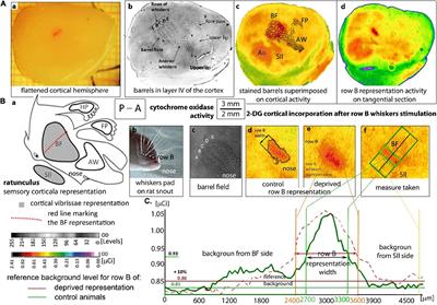 The Role of Interhemispheric Interactions in Cortical Plasticity